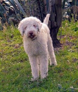 Lagotto Romagnole Loftée et confirmée