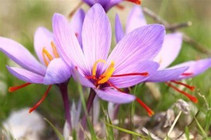 le Crocus Sativus